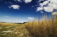 Sky Field