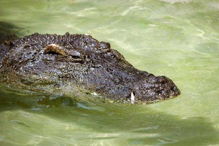 Siamese crocodile, Bill - Utah's Hogle Zoo