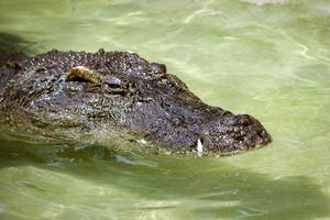 Siamese crocodile, Bill - Utah's Hogle Zoo