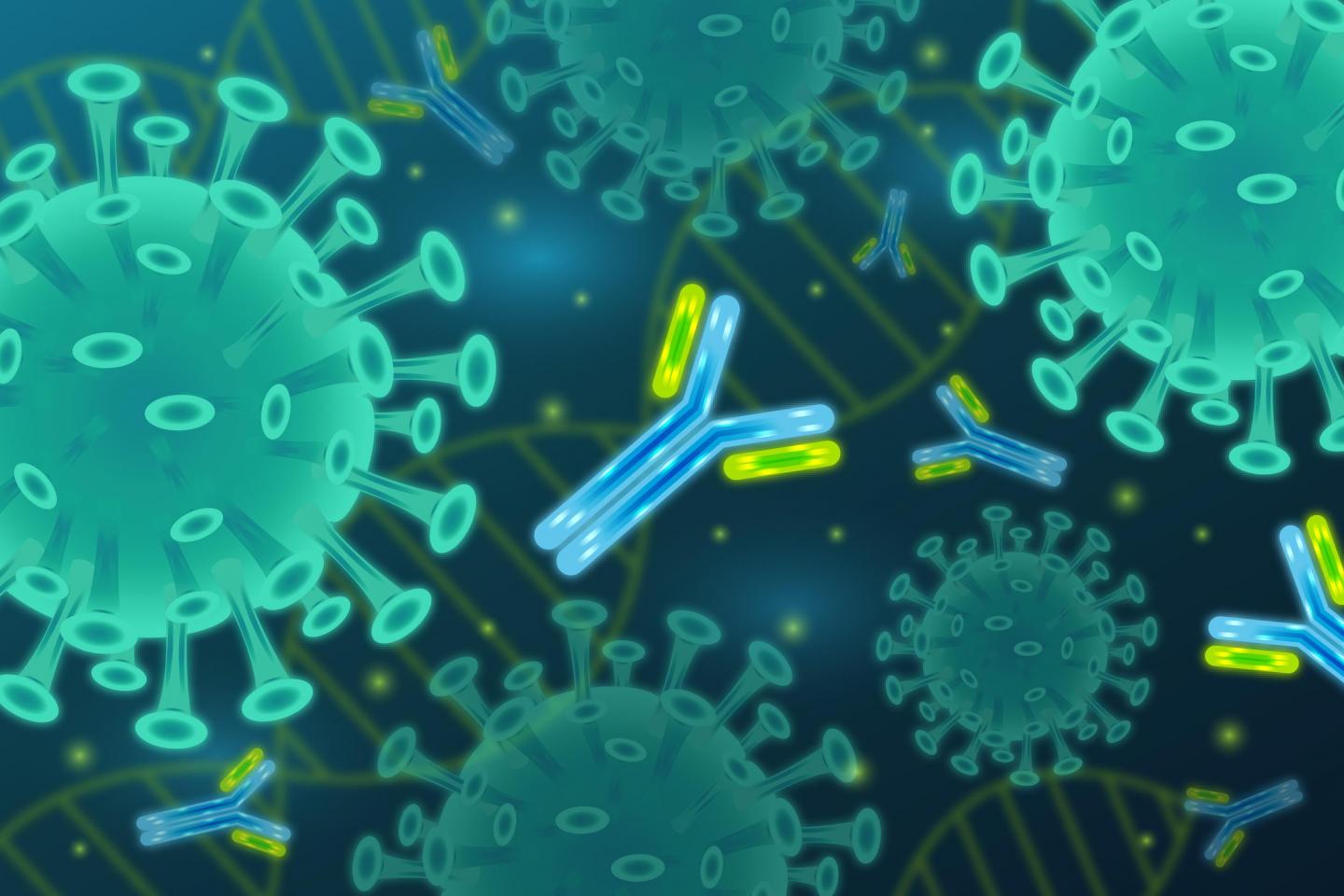 Antibodies Best Neutralize the Coronavirus In COVID-19 Patients