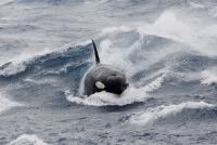 Killer Whale Surfacing