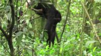 Male Chimpanzee Looking at Female Using Ant-Dipping Tool