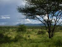 Savanna View