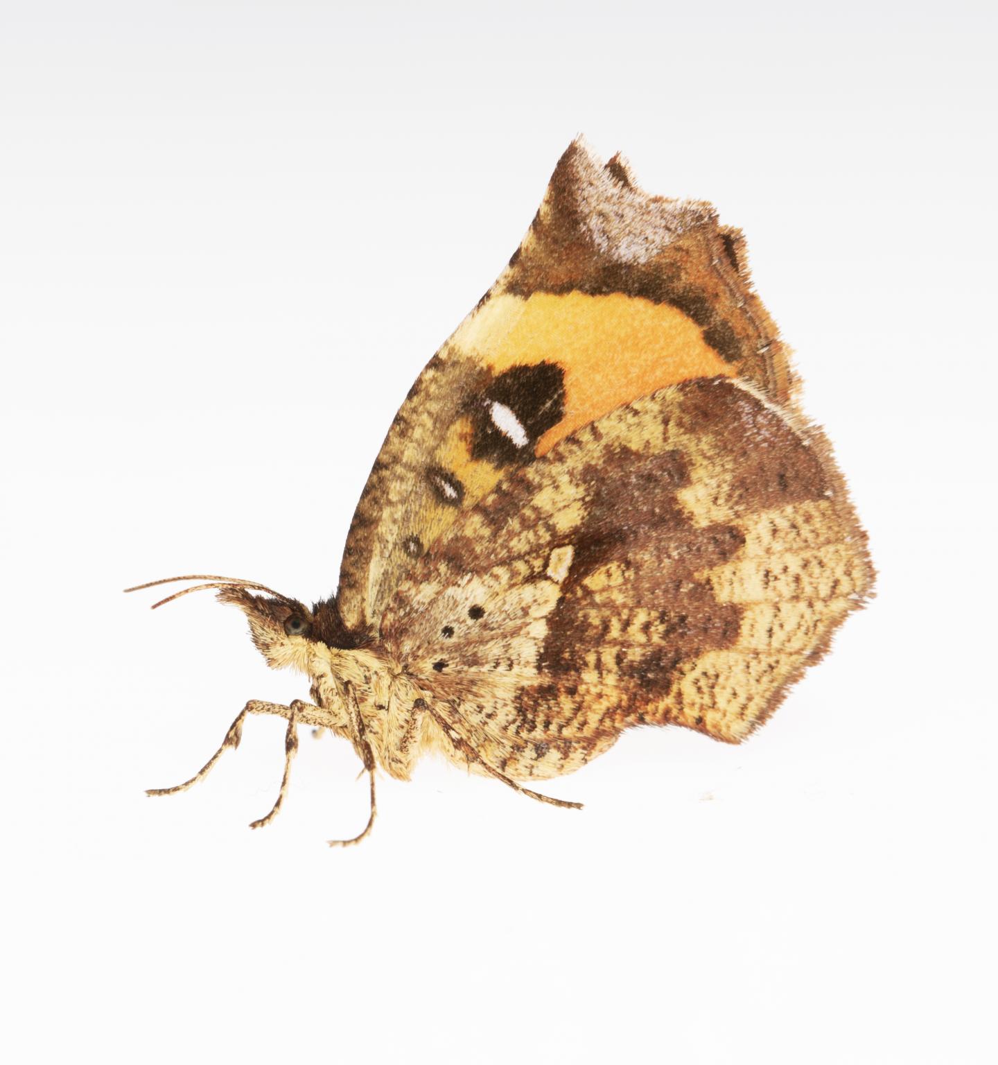 <i>Pterodecta felderi</i>