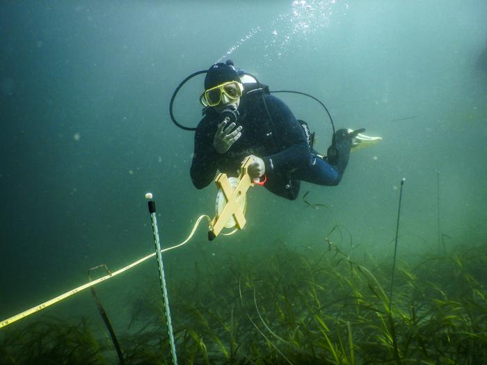 Diver underwater with seagrasses