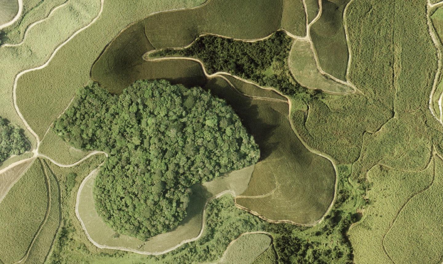 Brazilian Rainforest