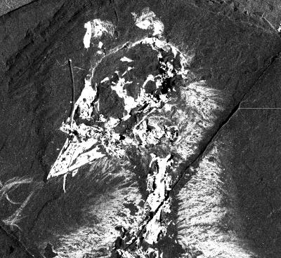 X-ray of Plumage