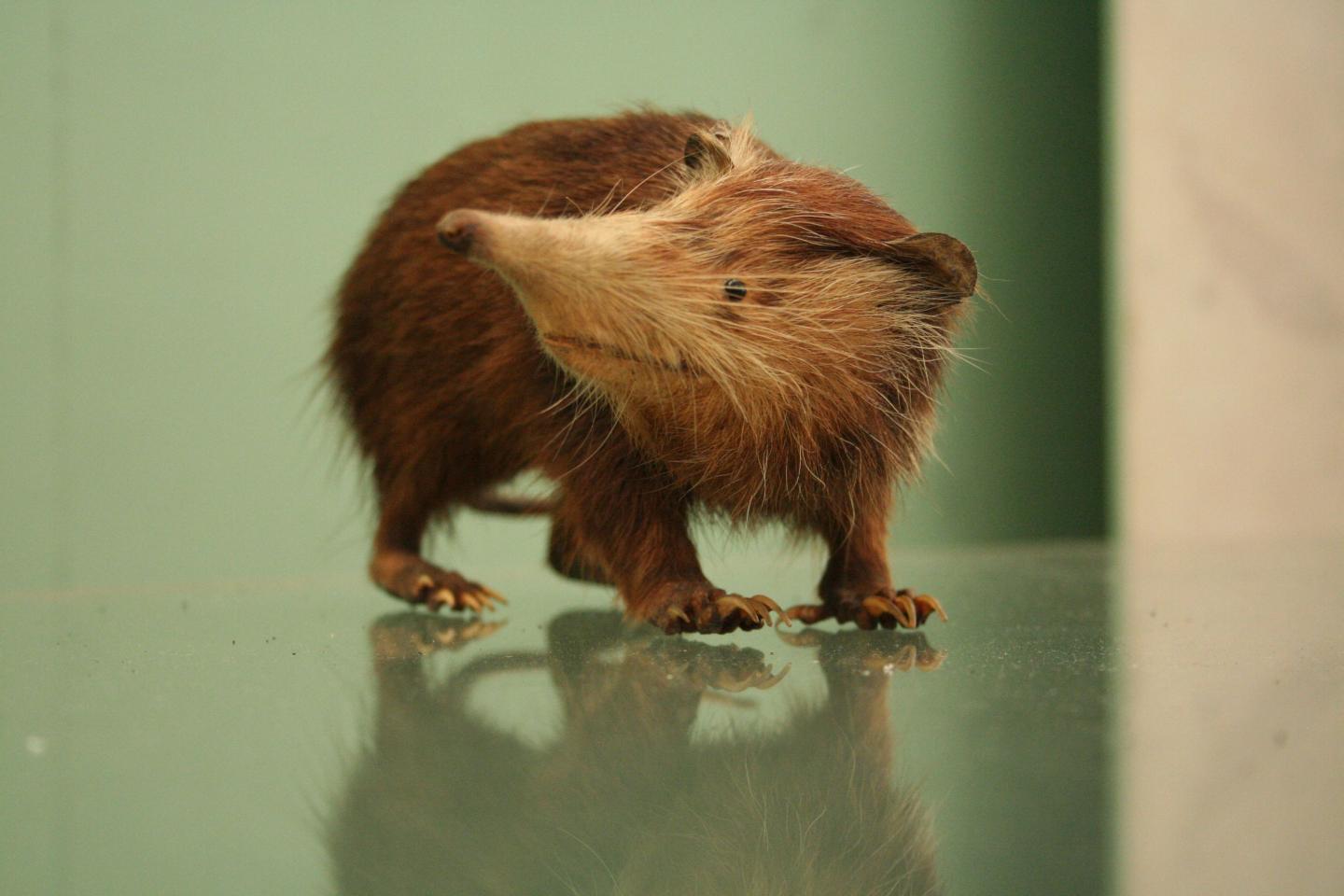 Closest Living Relative