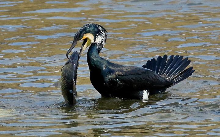 Cormorant
