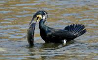 Cormorant