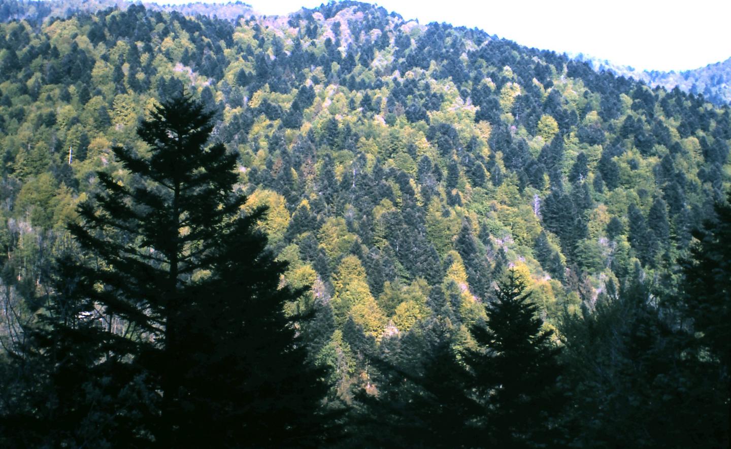 How Forest Management and Deforestation Are Impacting Climate