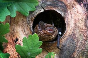Leisler's bat at a treehole in an old oak tree
