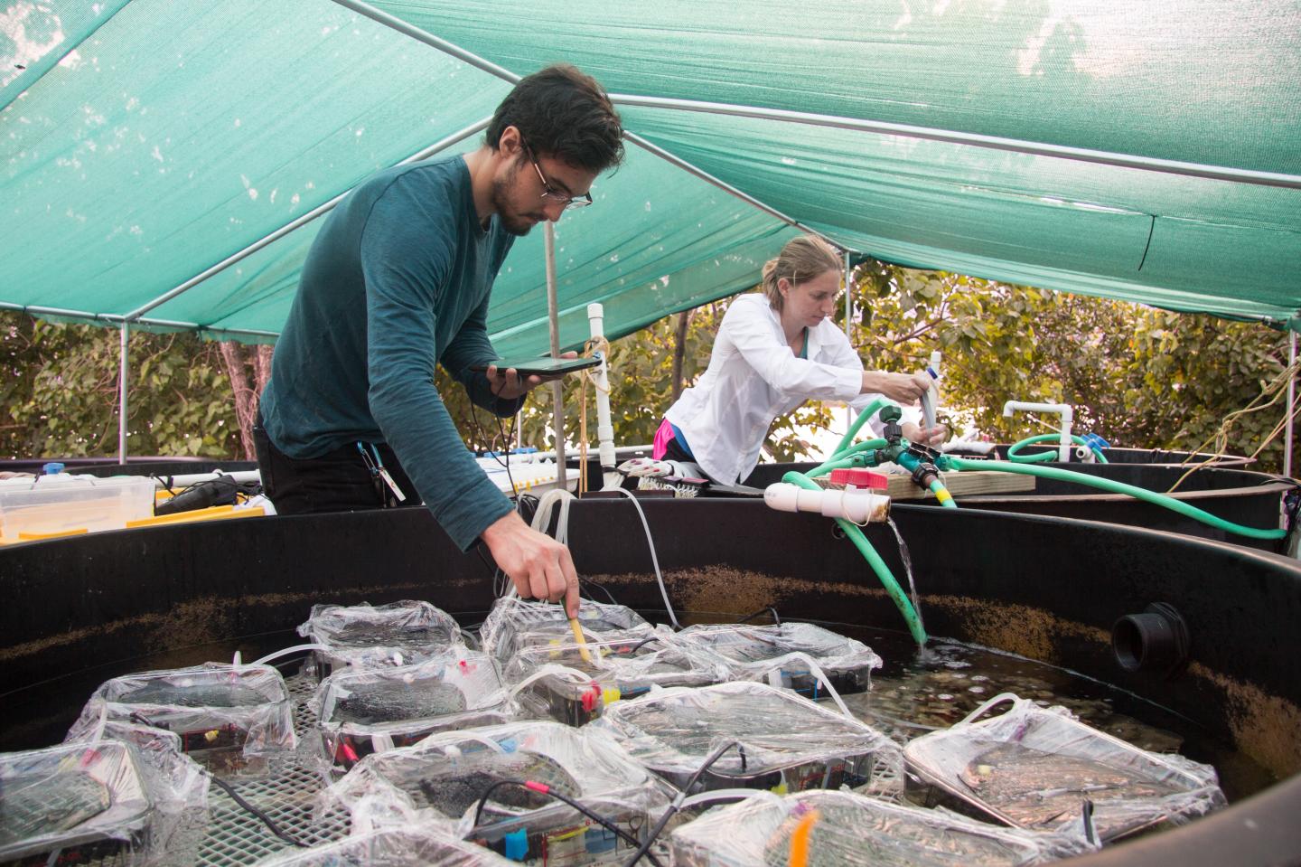 Researchers Collecting Water Samples during Experiment