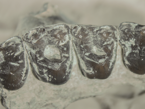 The largest and earliest known sample of dental caries in an extinct mammal (Mammalia, Euarchonta, Microsyops latidens) and its ecological implications