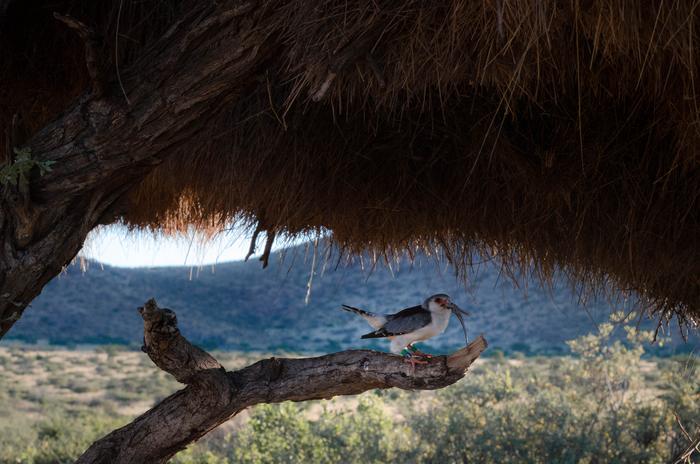 Female Pygmy Falcon
