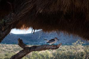 Female Pygmy Falcon