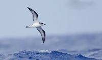 Hawaiin Petrel in Flight