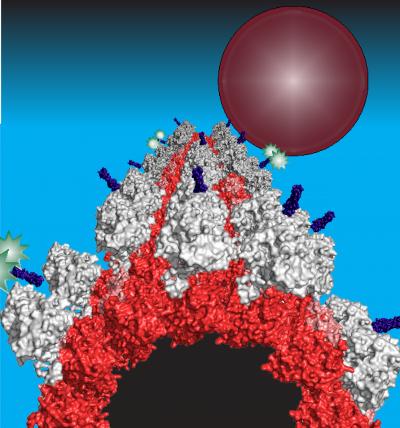Motor Protein Traffic