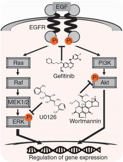 EGFR Pathways
