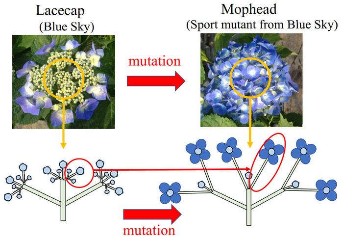 Changes in inflorescence structure associated with mutation from the lacecap phenotype to the mophead phenotype.