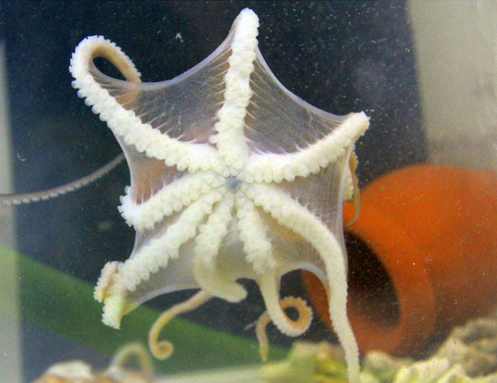 A net-like web structure on Callistoctopus xiaohongxu