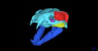 Biomechanical Model