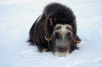 Muskoxen Alaska