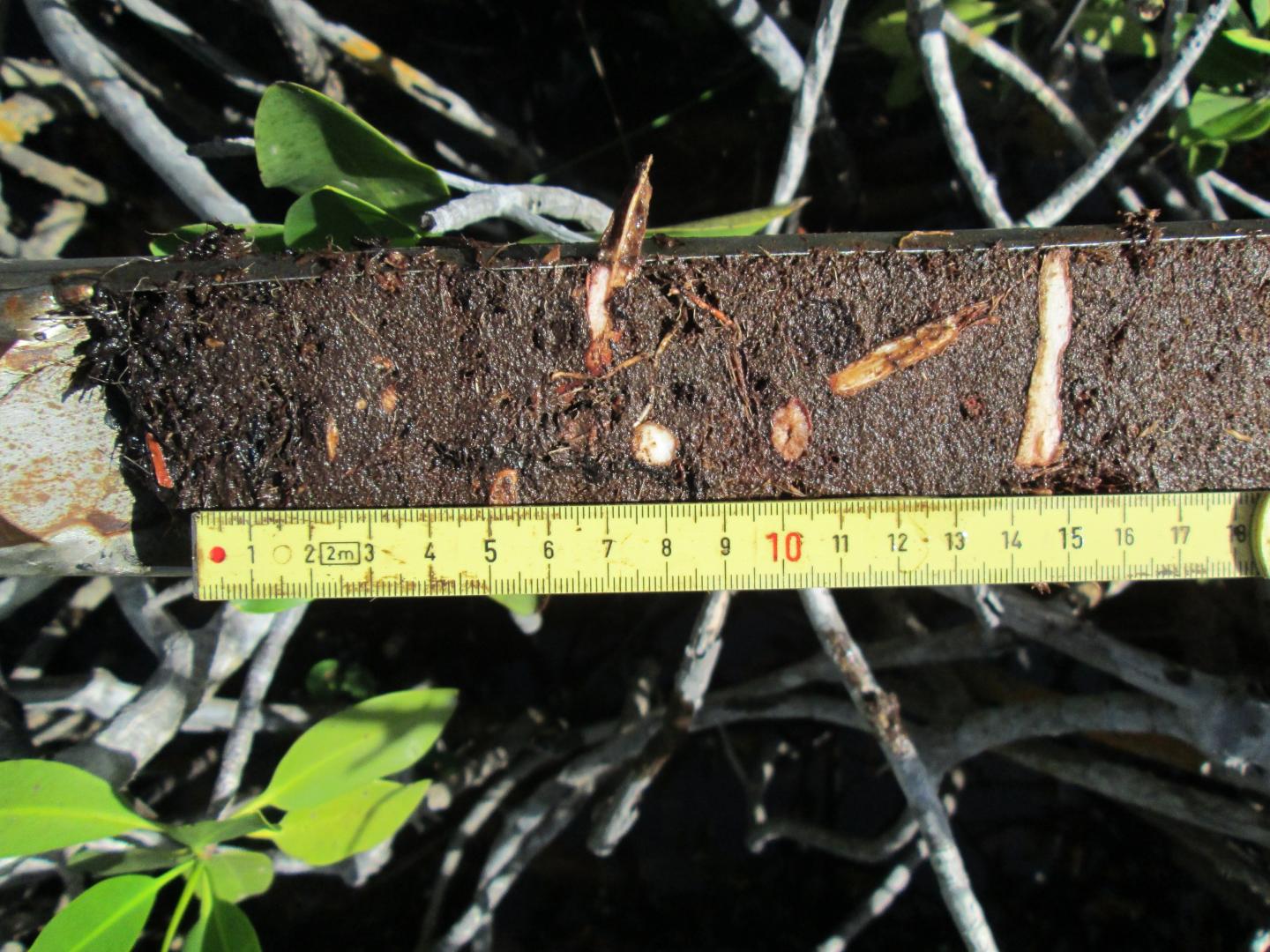 Everglades Mangrove Soil Sample