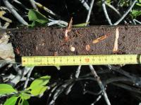 Everglades Mangrove Soil Sample