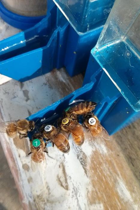 Marked Bees