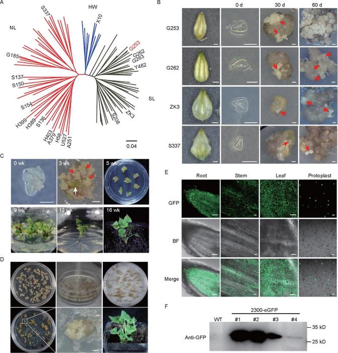Transient and stable genetic transformation of Tartary buckwheat morphogenic callus