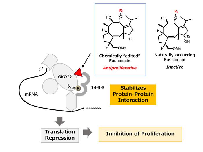 12-dFC Stabilizes the 14-3-3–GIGYF2 Protein–Protein Interaction