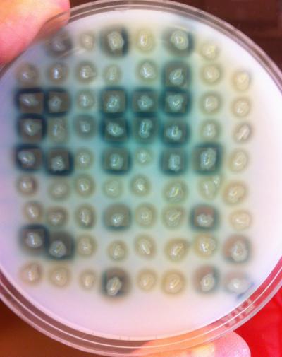 Control Over Bacterial Cheaters (5 of 6) | EurekAlert!