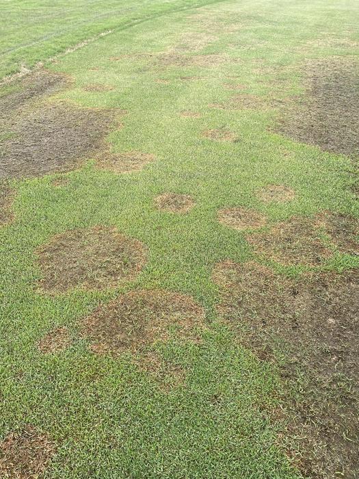 Large Patch Symptoms
