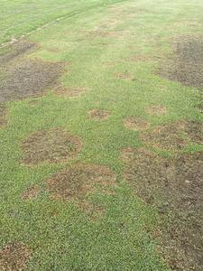 Large Patch Symptoms