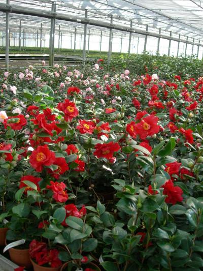 Camellias