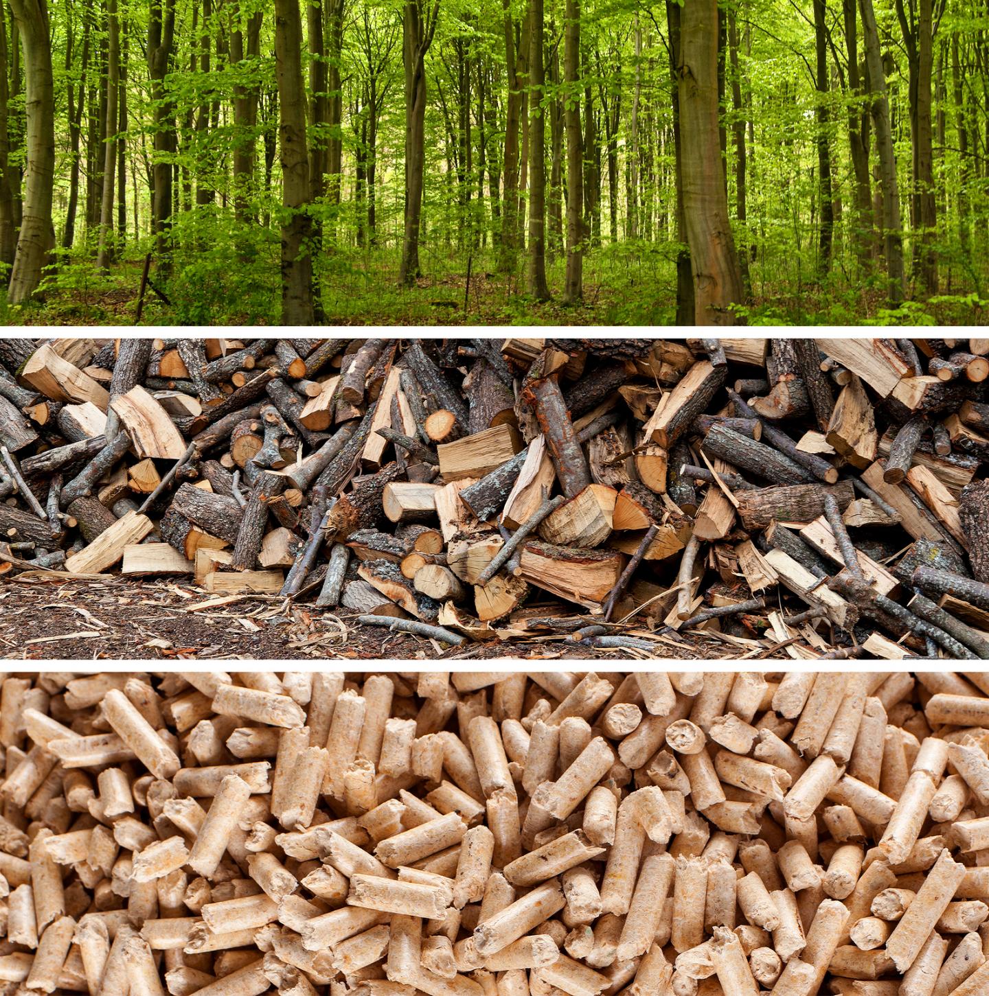 Forests into Fuel