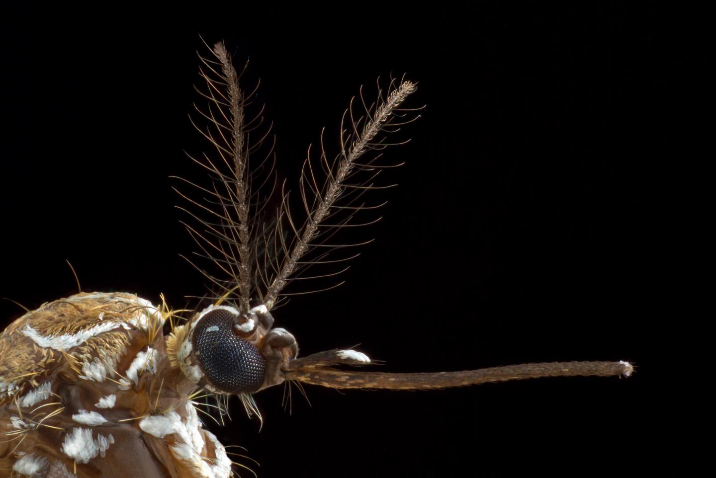 Mosquito