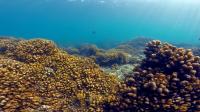 Coral Reef