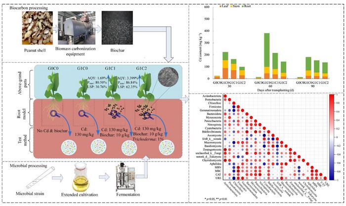 Biochar and microbial synergy: enhancing tobacco plant resistance and soil remediation under cadmium stress