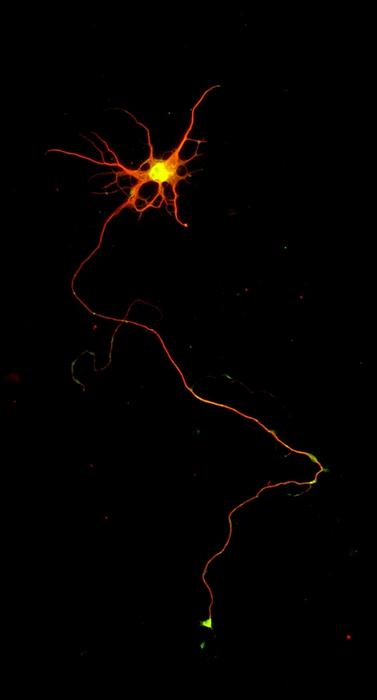 Corticospinal-like neuron