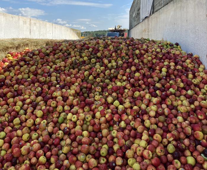 Apples for "refeeding"