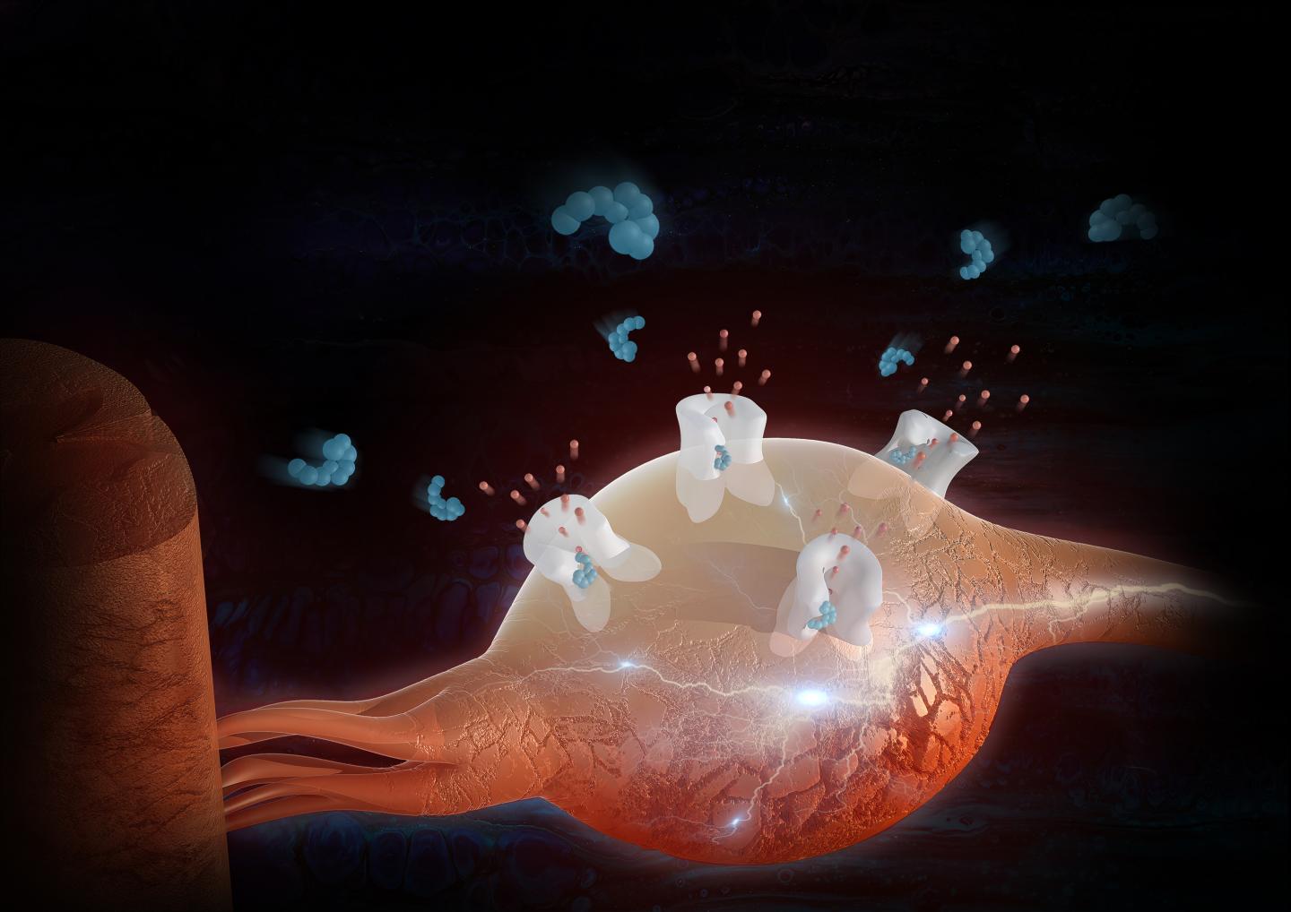 Potassium Channel Activator Is Up to the TASK of Pain Relief (3 of 3)