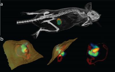 Engineered Bacteria Effectively Target Tumors