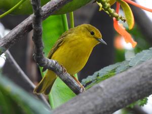 Fig. 1: Female Galápagos warbler.