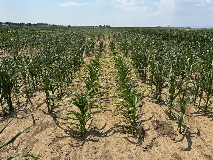 Drought-stressed corn