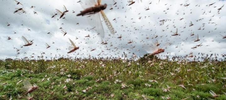 Locust Swarm