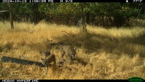 bobcats on camera