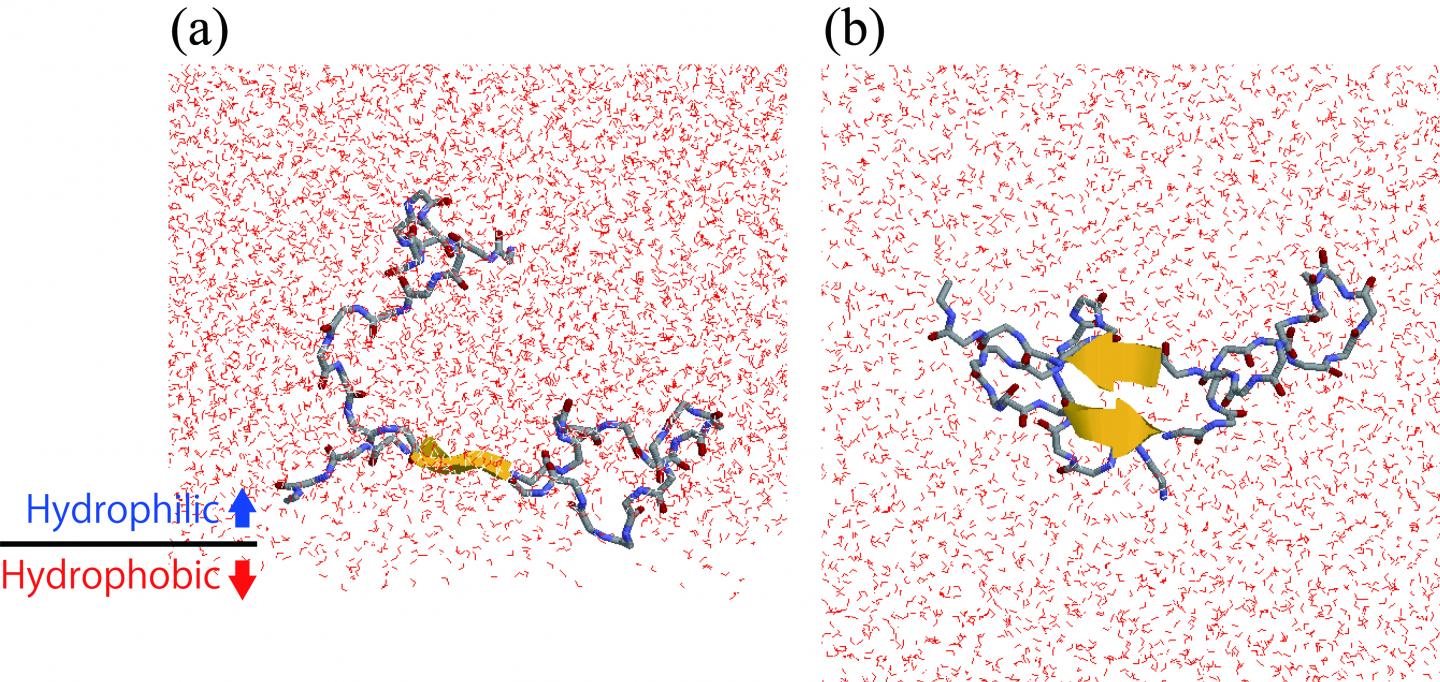 A&#946; Peptide at Interface