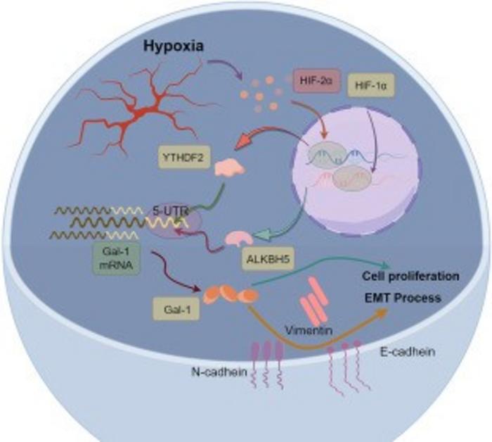Schematic diagram of this study.